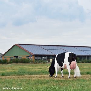 The German Black & White dual purpose cattle used to be widespread and is now one of the endangered breeds
